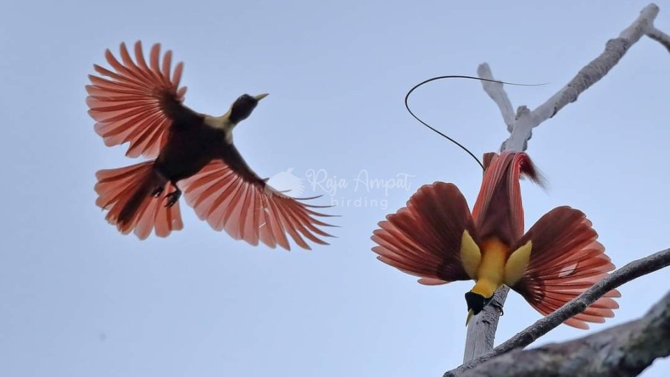 Papua Bird Photography