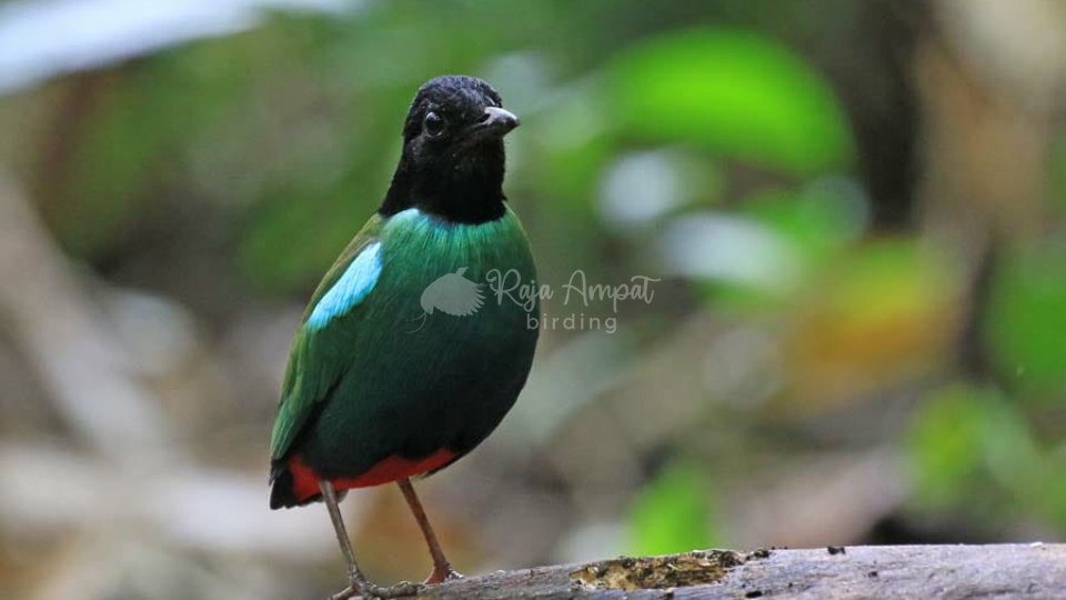 Birdwatching Raja Ampat 