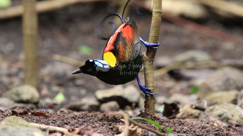 Raja Ampat Birdwatching Packages