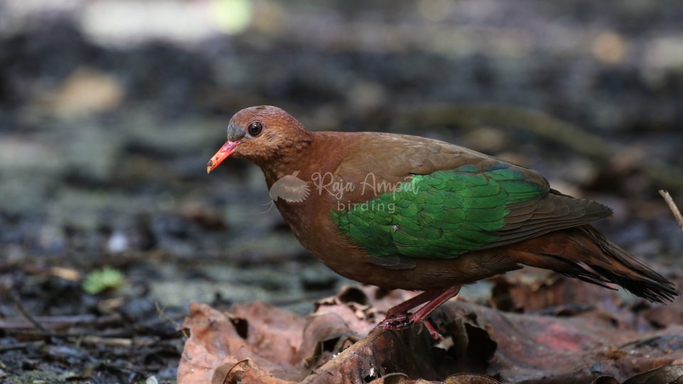 Birdwatching Waigeo