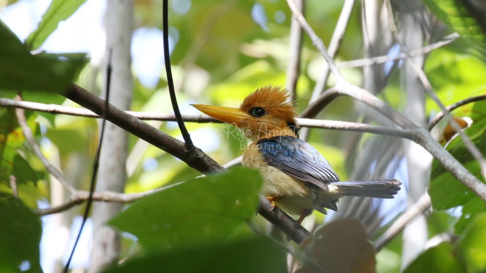 Birdwatching Biak Numfour 