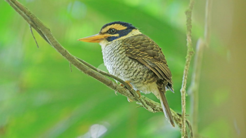 Sulawesi Birding Tour