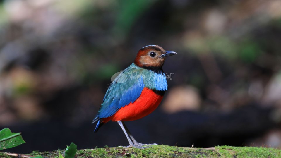 Sulawesi Birding Tour 