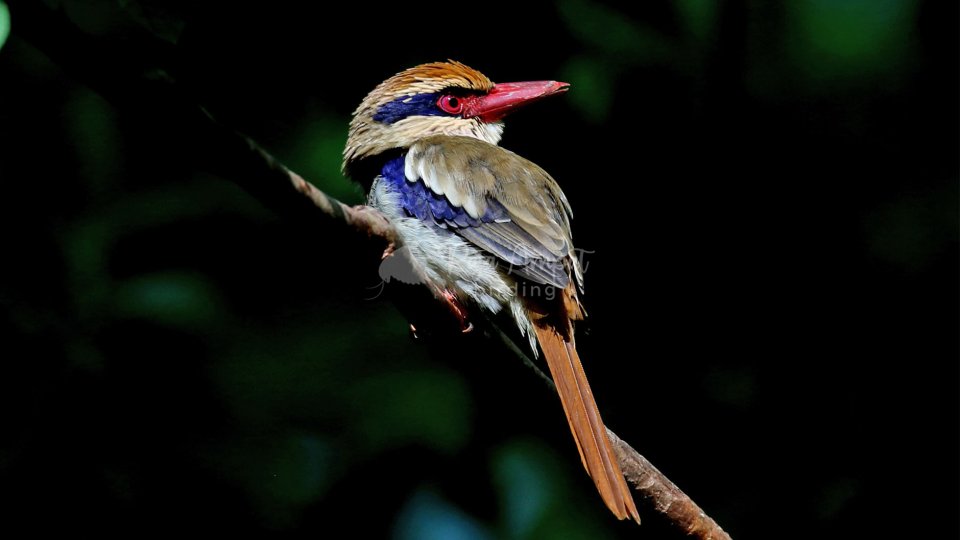 Sulawesi Birding Tour