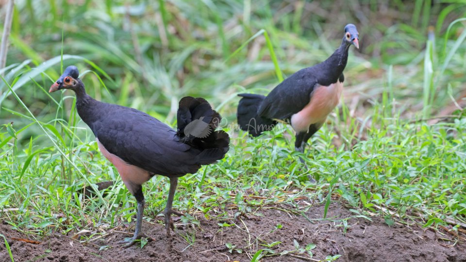 Birdwatching Sulawesi 