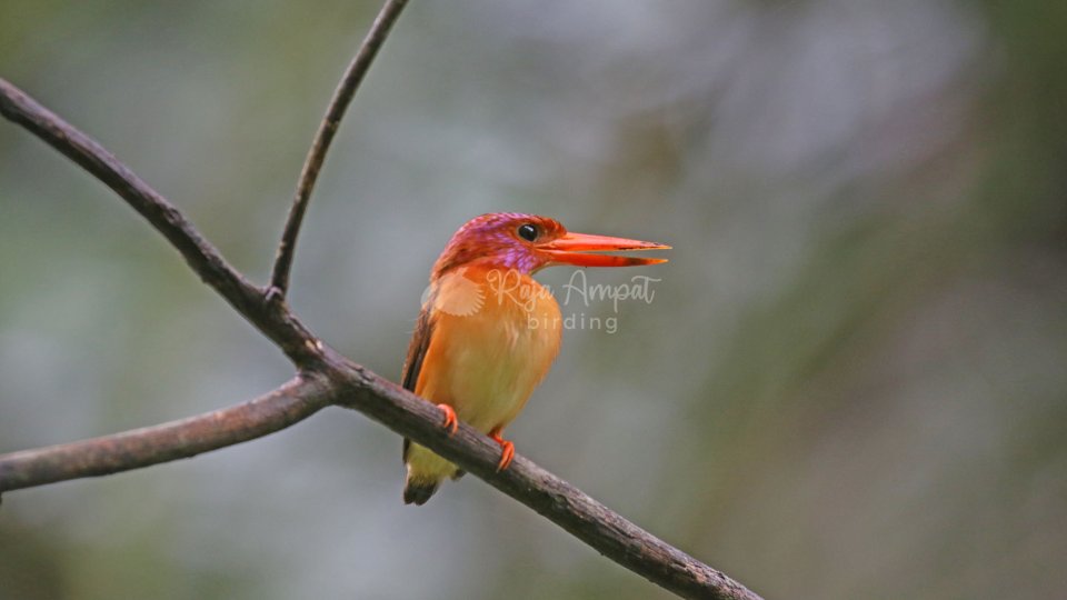 Birdwatching Tomohon Tangkoko 