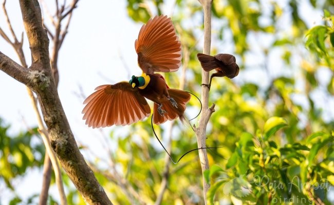 Papua is the land of Bird of Paradise