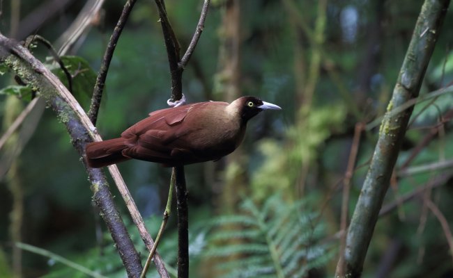 Lesser Bird of Paradise Female