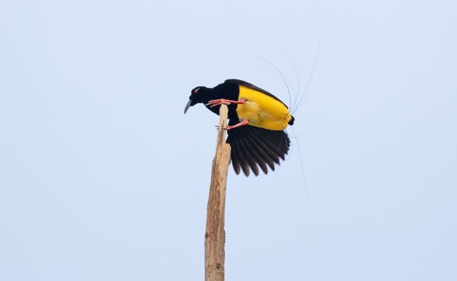 Twelve Wired Bird of Paradise