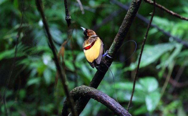 Magnificent Bird of Paradise