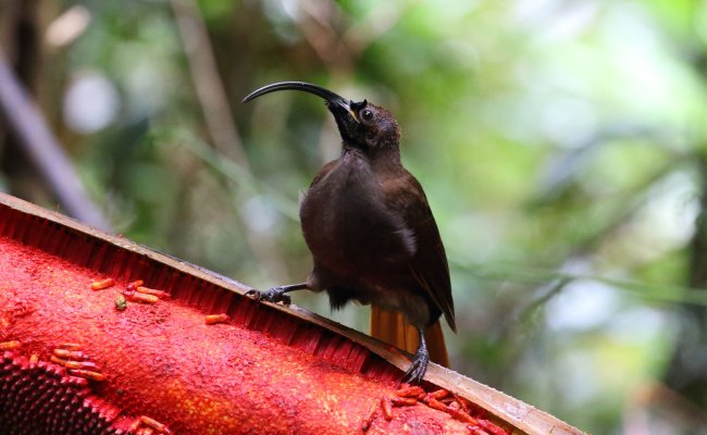 Black-billed Sicklebill Bird of Paradise