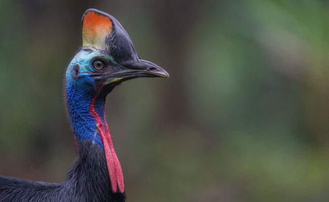 Birding in Papua