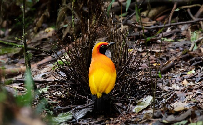 Masked Bowerbird by Mohamad Naliko