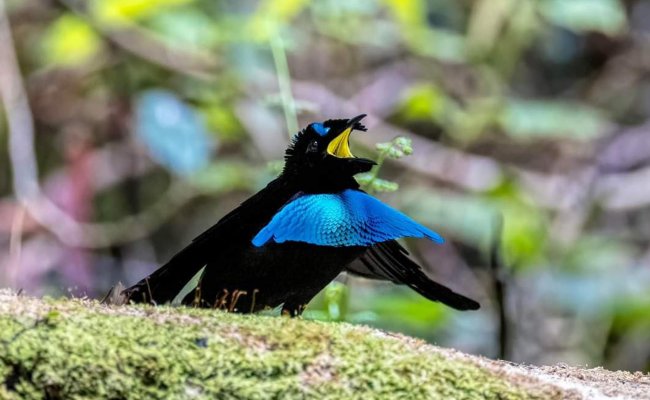 Superb Bird of Paradise by Steve Chang