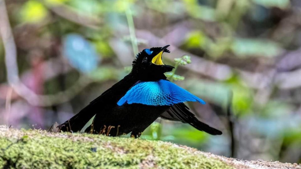 Papua Birding Trip