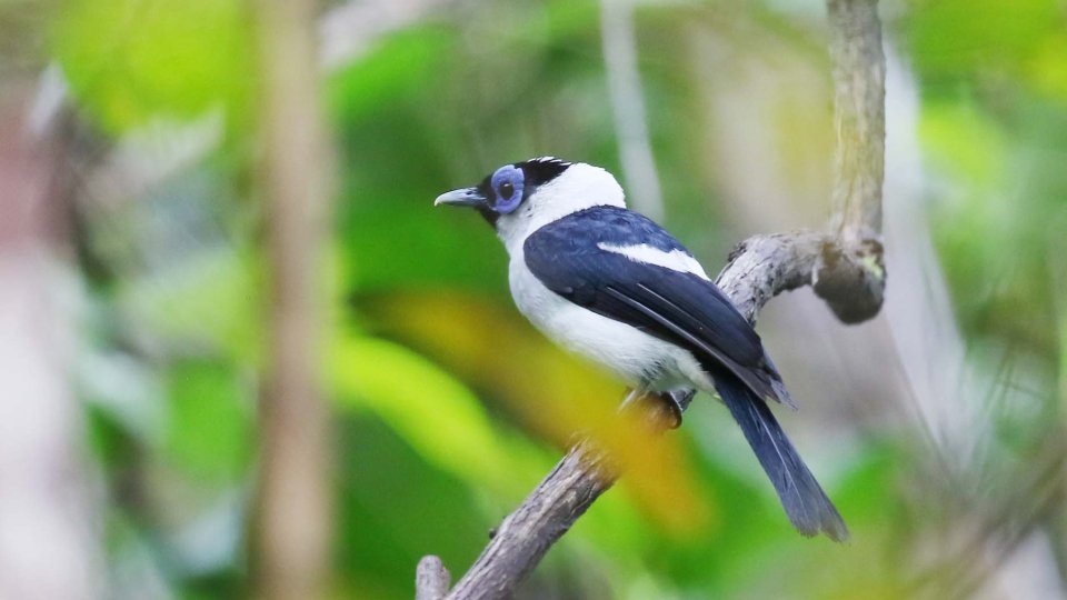 Klasow Valley Waigeo Birding