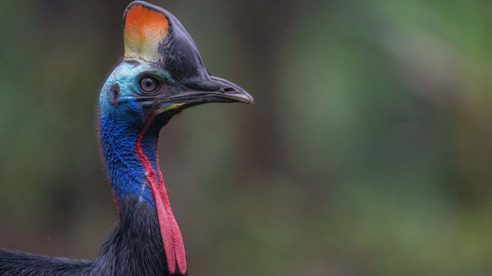 Klasow Valley Fakfak Birding