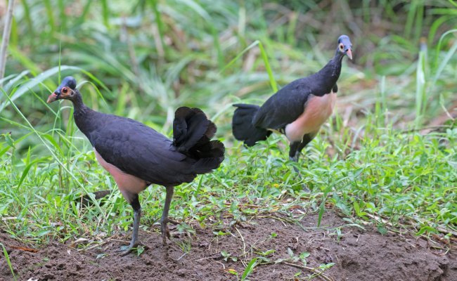 Maleo Sulawesi