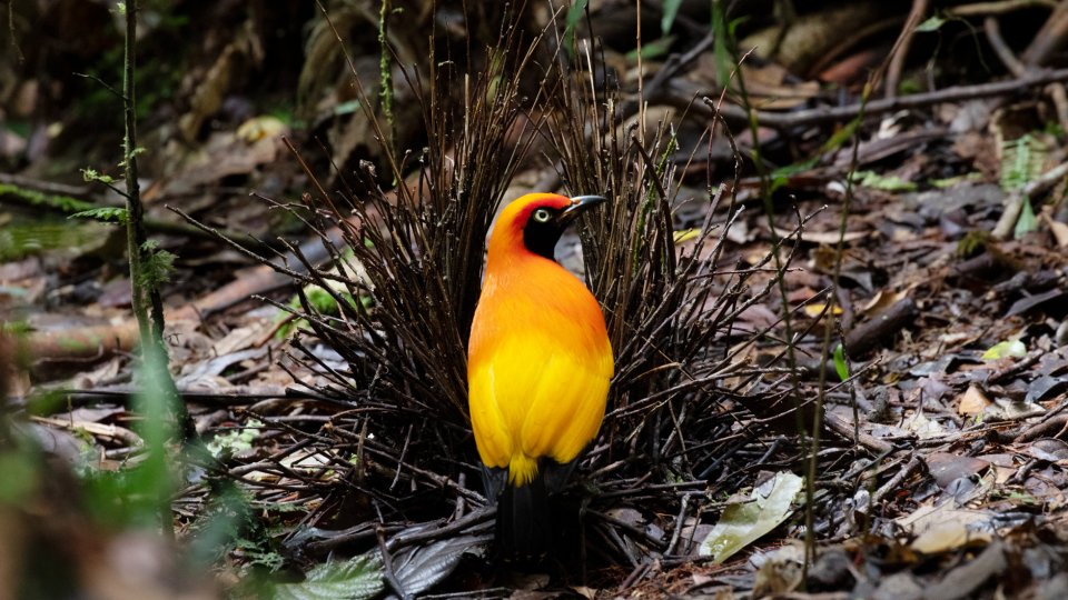 Arfak Birdwatching