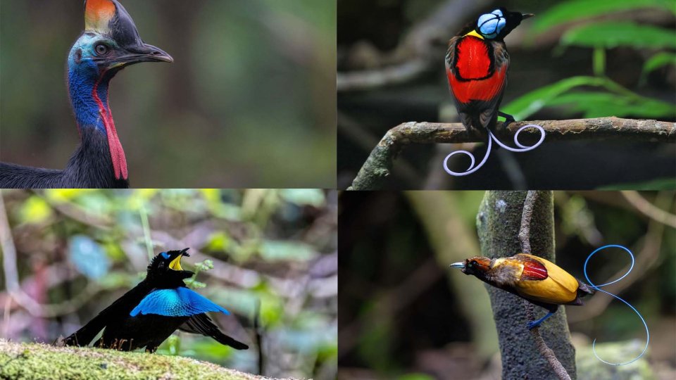 Birdwatching  Papua, Sorong, Waigeo, Arfak, and Nimbokrang