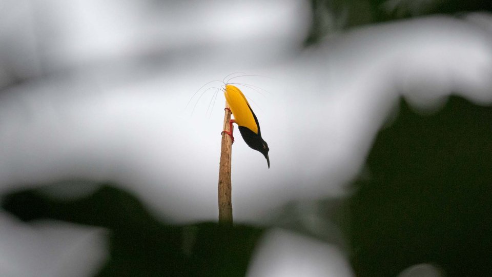 Papua Birdwatching