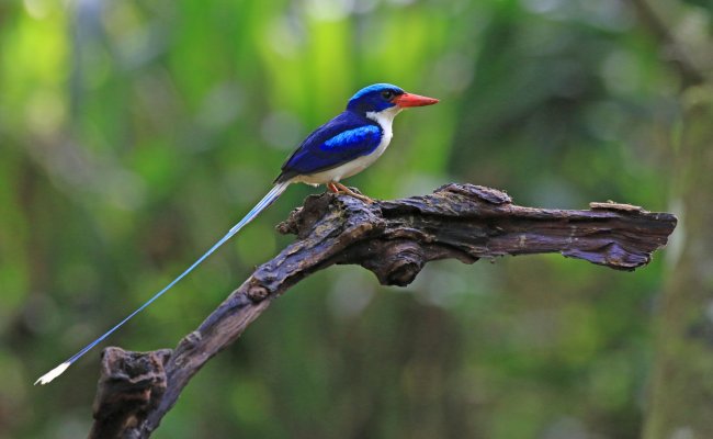 Bird Photography